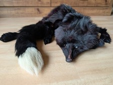 Genuine black fox for sale  NEW MILTON