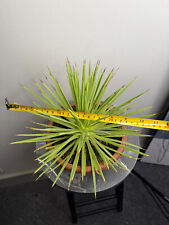 Large agave stricta for sale  BIRMINGHAM