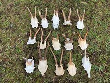 15x real roe for sale  UK