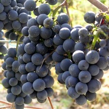 Weintraube weinrebe regent gebraucht kaufen Weintraube weinrebe regent gebraucht kaufen  Essen