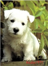 hundewelpe gebraucht kaufen hundewelpe gebraucht kaufen Perleberg