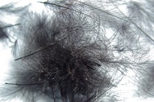 Plumes cul canard d'occasion  Clermont-Ferrand-