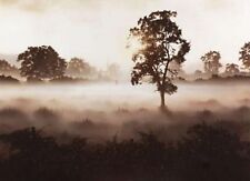 John waterhouse morning for sale  STAFFORD