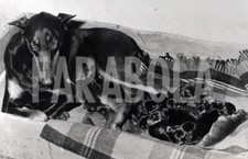 cuccioli dobermann usato cuccioli dobermann usato Roma