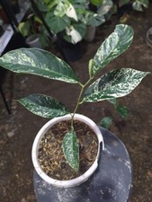 Sementes de imagem real árvore rara jack fruta variada árvore frutífera livre fitossanitária, usado comprar usado  Enviando para Brazil