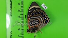Nymphalidae agrias claudina d'occasion  Dreux
