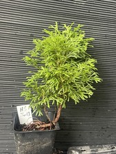 Holmstrup arborvitae for sale  Martin