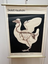 Alte rollkarte schulwandtafel gebraucht kaufen  Gera-Umland