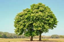 Chestnut oak tree for sale  Russell