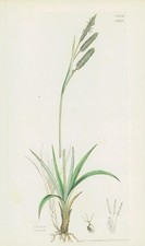 1832 CAREX RECURVA Heath Sedge impressão botânica colorida à mão (SD253) comprar usado  Enviando para Brazil