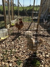 Chamois polish eggs for sale  BATTLE