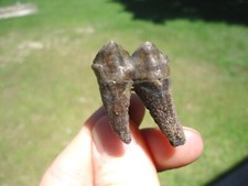 Fully rooted tapir for sale  Tallahassee