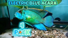 Electric blue acara for sale  Palm Beach Gardens