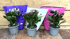 Schlumbergera christmas cactus for sale  LEEDS