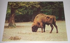 Alte wisent tier gebraucht kaufen  Haßmersheim