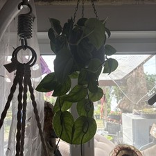 Scindapsus pictus stecklinge gebraucht kaufen  Brakel
