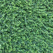 Kriechspindel euonymus fort gebraucht kaufen  Mönchengladbach