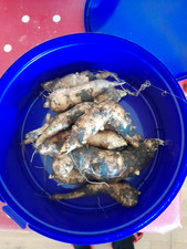 Jerusalem artichoke tubers for sale  PONTYPRIDD