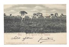 Cartolina antica pisa usato  Savona
