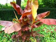 Musa siam ruby gebraucht kaufen  Wuppertal