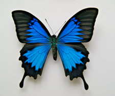 Papilio ulysses butterfly for sale  LIVERPOOL