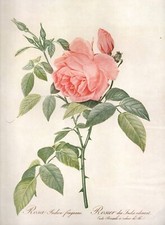 Indes rose illustration d'occasion  Expédié en Belgium