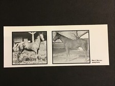 man o war horse for sale man o war horse for sale Hometown