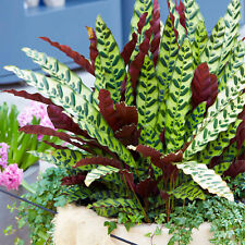 Rattlesnake plant home for sale  UK