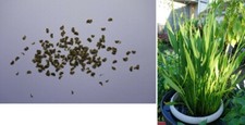 100 sagittaria lancifolia for sale  Waukegan