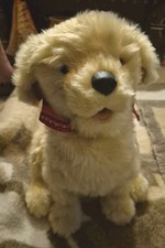 Joy golden retriever for sale  Phoenix