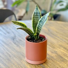 snake plant ceramic pots for sale snake plant ceramic pots for sale San Marcos