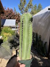 Pachycereus schottii senita for sale  Temecula