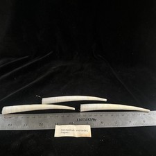 Seashells dentalium vernedei for sale  Warner Robins