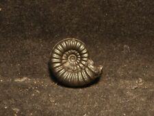 Rare superbe ammonite d'occasion  Mâcon