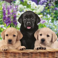 Servietten welpen hunde gebraucht kaufen  Frankfurt am Main