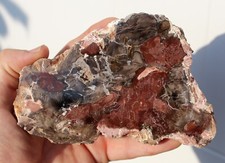Polished fossil wood for sale  BECCLES