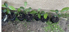 Loquat tree organic for sale  Corona