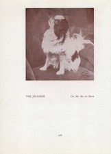 Japanese chin old for sale  COLEFORD