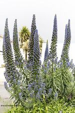 Natternkopf echium vulgare gebraucht kaufen  Schwabach