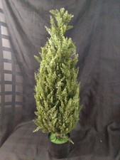 Nearly natural 3ft. for sale  Bedford