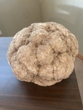 White coral decor for sale  Mount Vernon