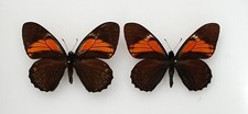 Male papilio euterpinus for sale  PERSHORE