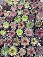 Hen chick succulent for sale  Hellertown