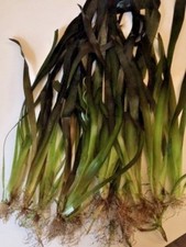 Stk riesenvallisnerie vallisne gebraucht kaufen  Gelsenkirchen