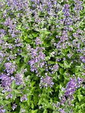 Herb catmint catnip for sale  WREXHAM