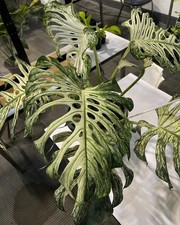 Sale2807 monstera devil usato  Spedire a Italy