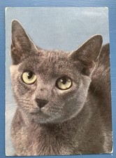 russian blue cat for sale russian blue cat for sale Reedsville