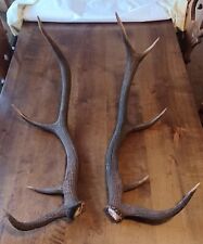 stag horn for sale  LAIRG