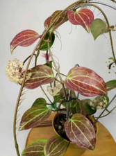 Hoya merrillii live for sale  Danielson
