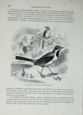 Old antique print for sale  UK
